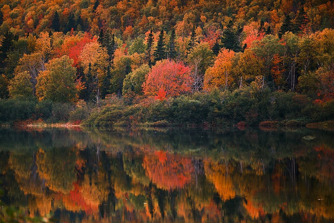 Scott Grant (@scottroninphoto) on Twitter photo āAnd the hills were painted with red and goldā
#fujifilm #xt30 #xf100400 #classicnegative #fallcolour #fallcolor #humberriver #westernnewfoundland <a href="/fujiguys/">The Fuji Guys</a> āAnd the hills were painted with red and goldā
#fujifilm #xt30 #xf100400 #classicnegative #fallcolour #fallcolor #humberriver #westernnewfoundland <a href="/fujiguys/">The Fuji Guys</a>