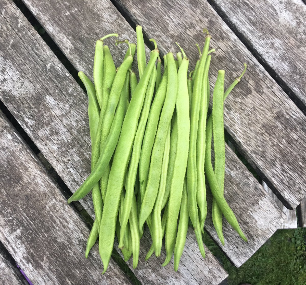 Still picking these beauties every few days. I can’t describe how much joy it’s given me to be able to eat my own homegrown runner beans for dinner every night. And I still can’t get over the fact that I, a total newbie gardener, have managed to grown ANYTHING at all. So proud.