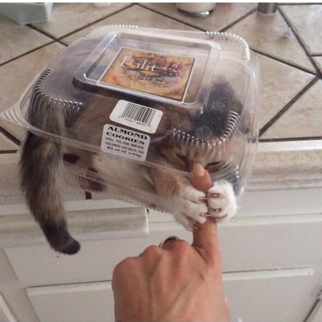 Fan2Chapi's tweet image. 