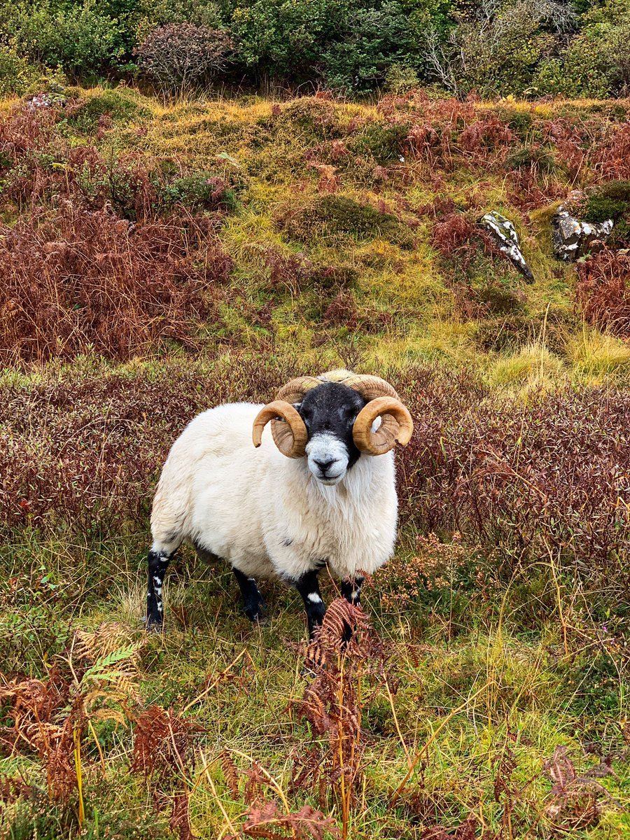 Meeting local on a morning walk...
.
.
#morningwalk #morning #skye #isleofskye #autumn #loveautumn #ram #sheep #localwildlife #croft #local #walking #colbost #lochdunvegan #scotland #staycation