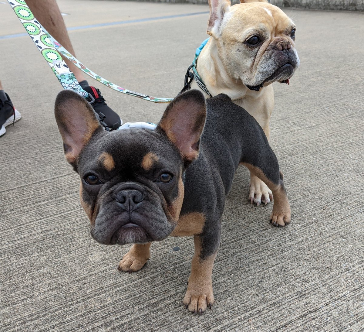 dam_dogs's tweet photo. Marty & Wilder: proof little pups are still Big Dam Dogs🐾
Follow all the doggos on IG @BigDamDogs #dogsoftwitter #dogs #dogoftheday #dogsofinstagram #bigdamdogs #dogtown #bigdambridge #arkansas #tworiversbridge https://t.co/bGPwOXvtru https://t.co/zpdJp6q5Tv