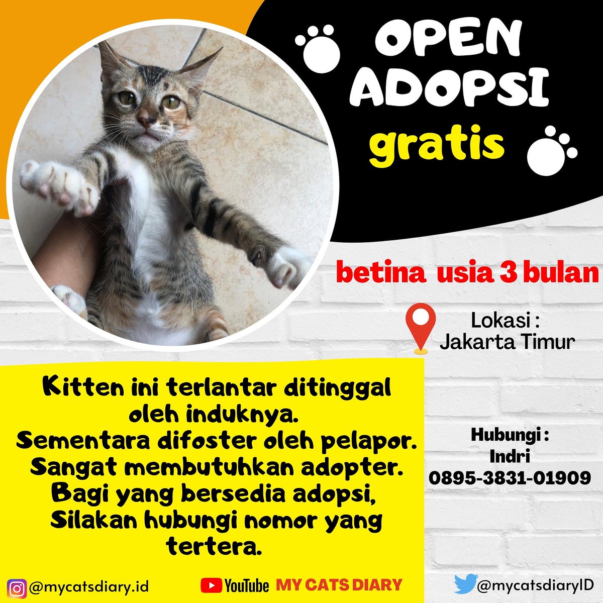mycatsdiaryID's tweet photo. Open Adopsi Gratis. Mohon bantu retweet teman supaya kucing ini mendapat adopter. #adopsikucing #adopsigratis @zonasatwa @HibahMeong @infokucing @infokucing_ @catrescuedotid @SahabatMeong @KucingMY @bintik_ @KucingLaut @duniakucing https://t.co/x8SCDCGV1g