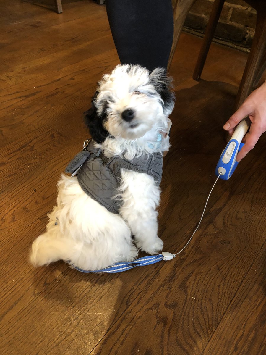 TheCoach_se10's tweet photo. Click to see a couple pictures of our 4 legged friends! We welcome all dogs in our pub and in our beer garden! 

#greenwich #market #coachandhorses #dogs #supportlocal #blackheath #SE10 #lunching #youngspub  #dogfriendly #youngsspecial #food #mondayblues #friendlypub #ontapp https://t.co/FvbSmVsQxa