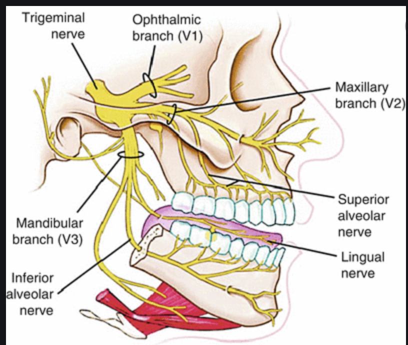 With that in mind lets use our dissective lens and then reconnect it with the whole. The beginning of this thread mentions the cranial nerves. I'm going to focus in on one that has given me the most trouble:The trigeminal nerve (motor and sensory neurons for parts of the face)