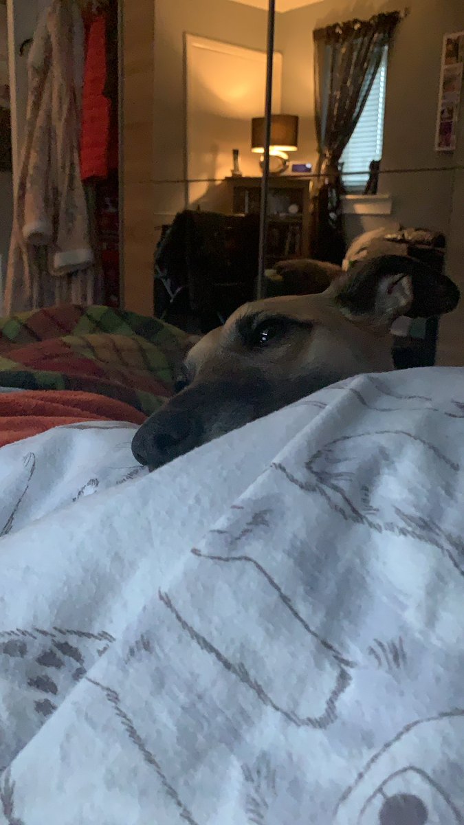 JosieWhippet's tweet image. Mum is WFH so I thought I’ll be her assistant #dogsoftwitter #whippetlife #furbaby #MondayMood