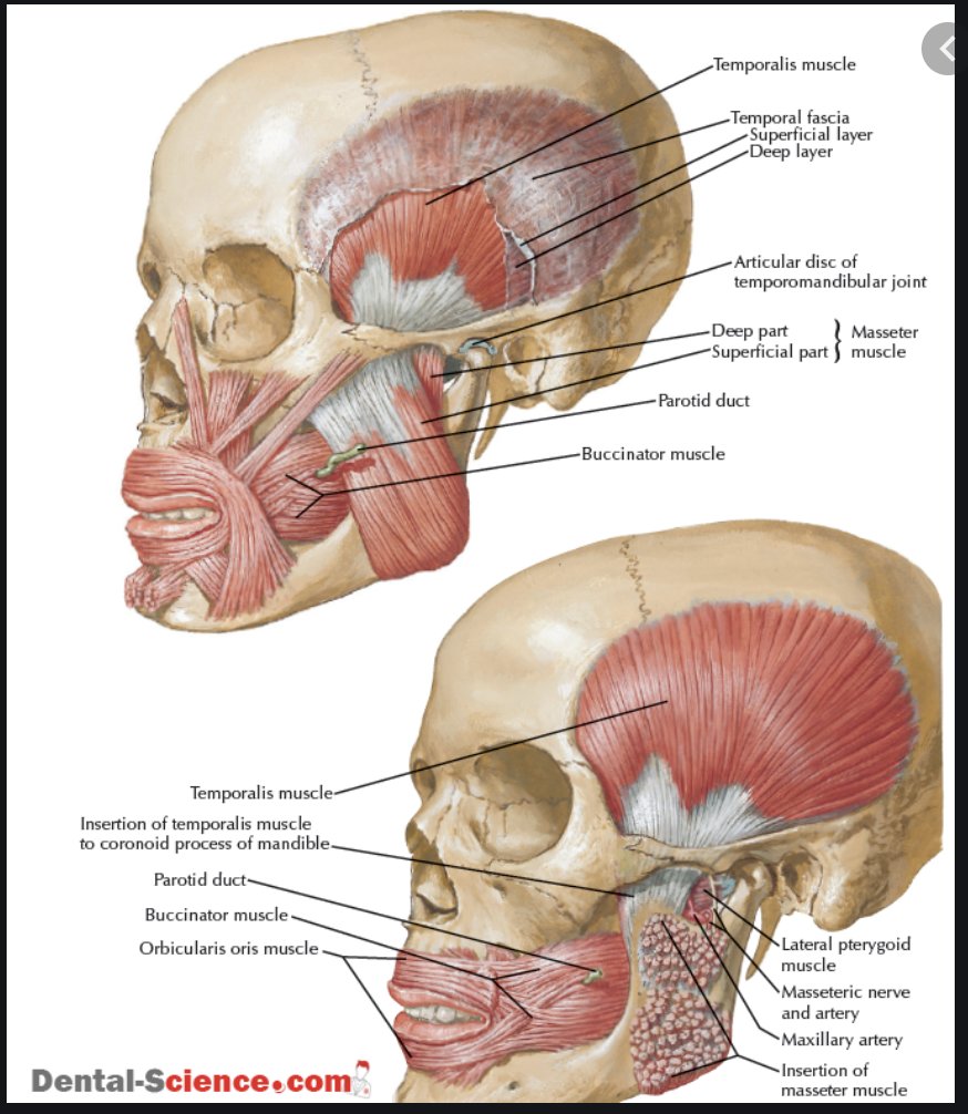There is a fascinating group of muscles in the face called the muscles of mastication. These muscles are responsible for the extremely powerful jaw muscles which allowed our ancestors to chew uncooked flesh. Another interesting fact is that their joint is a joint with two sides
