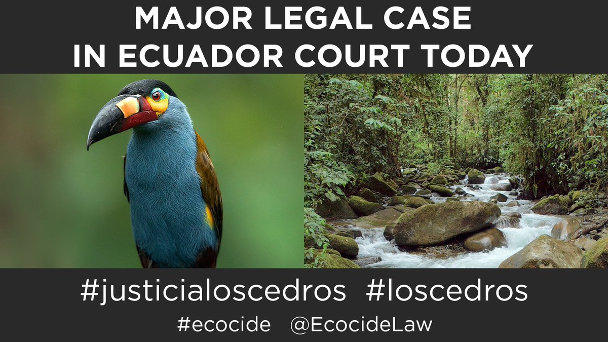 EcocideLaw's tweet photo. Ecuador's constitution is one of the few worldwide including protection for nature. Today's court case @CorteConstEcu for Los Cedros will be a key test of whether that will be upheld. Next step - criminalise #ecocide!  #JusticiaLosCedros @DeSmogBlog https://t.co/bvgQsRgNyv