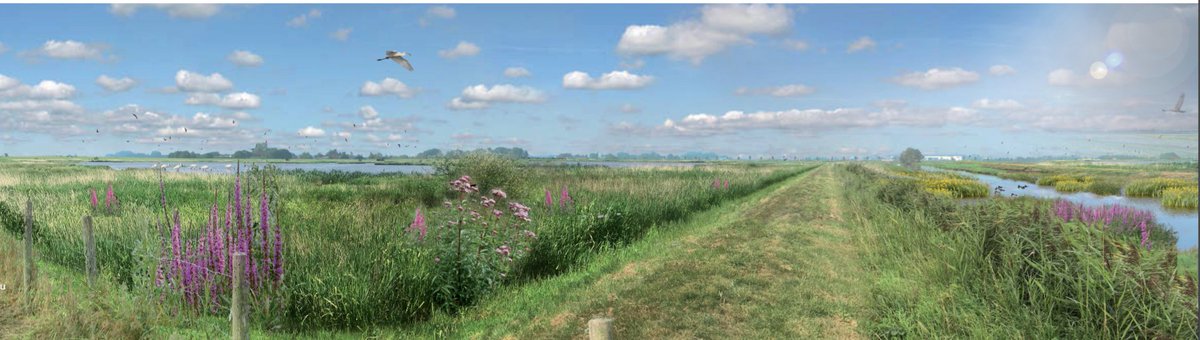 Boswachter Koen Fousert <a href="/staatsbosbeheer/">Staatsbosbeheer</a> vertelt trots over het nieuwe natuurgebied #Marickenland in de polder #Groot-Mijdrecht #natuur #landschap #moeras
bit.ly/2IK2Glv