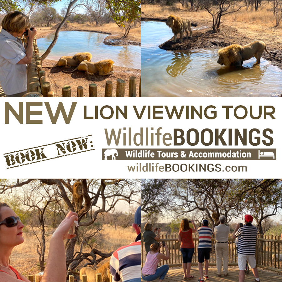 A new lion viewing tour now available.
For more info: wildlifebookings.com
#SAwildlife #SAwildlifeNetwork #WildlifeTourism #EcoTourism #ExclusiveSafaris #wildlifeBOOKINGS #ResponsibleTravel #ResponsibleTourism #GOtravel #AfricaSafari #SafariAfrica #wonderlust #wanderlust