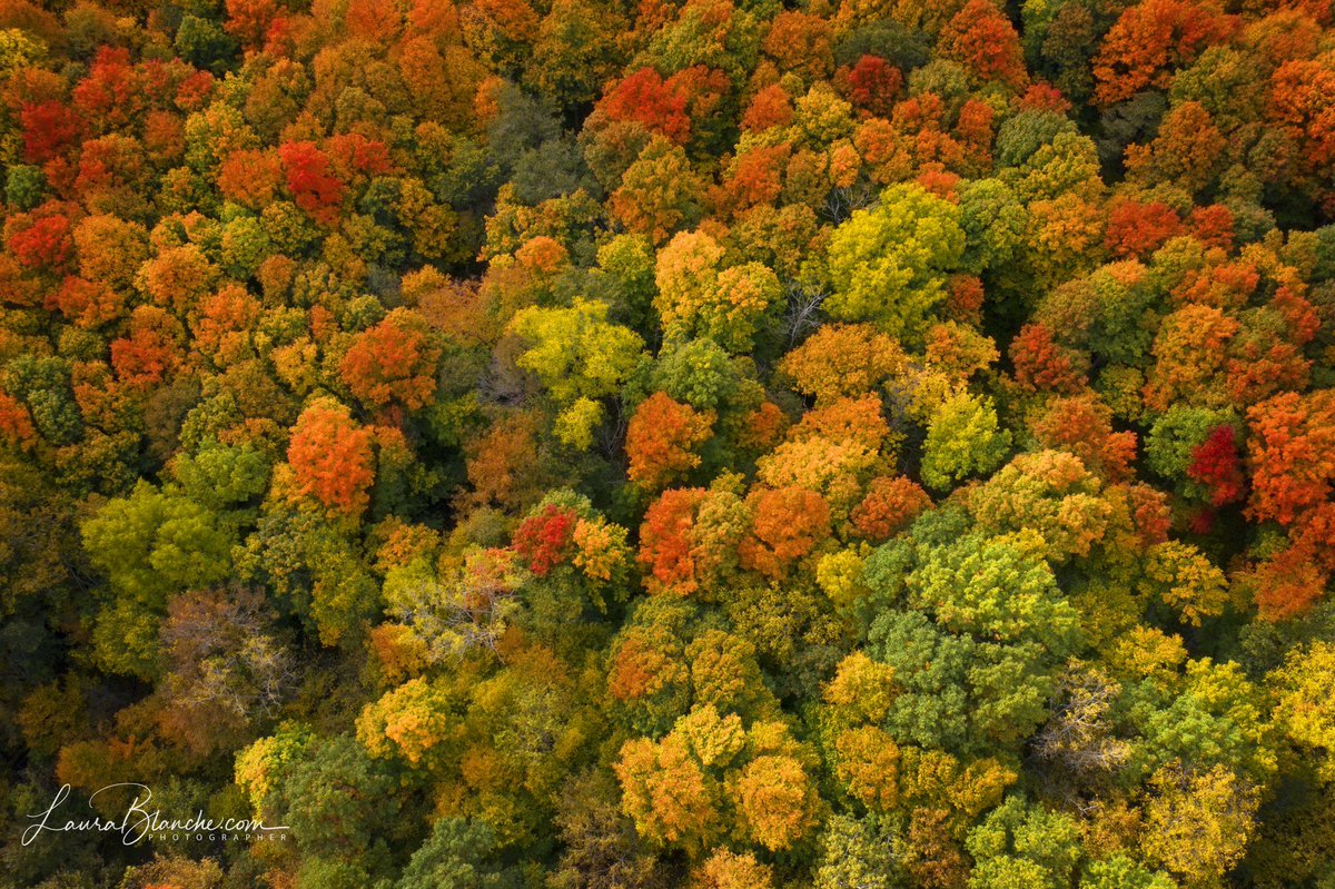 laurabraun1774's tweet photo. Technicolor Cauliflower.
#makearteveryday #whatiloveaboutfall #peakcolor #djimavic #dronephotography #puremichigan #midwestmoment #michiganlookslikethis https://t.co/ntHcLltMEQ https://t.co/JI2gpH2FYl