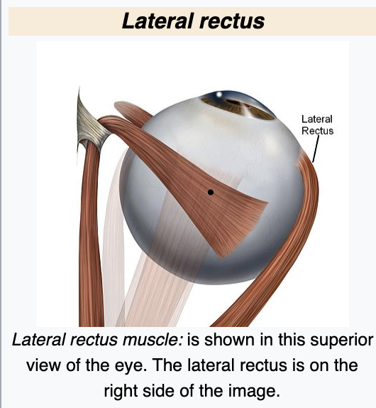 2. The ophthalmic nerve of which provides sensory nerves to the anterior lateral muscle of the neck. So if you have something going on with your muscles of mastication (hello TMD or teeth grinding!) it is not only an issue of those muscles of mastication but also the face