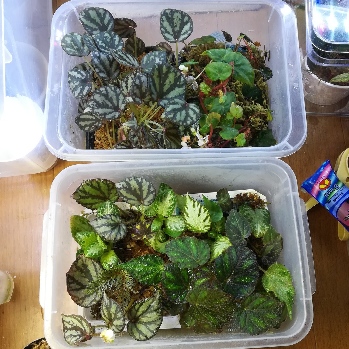 ベゴニア挿し芽