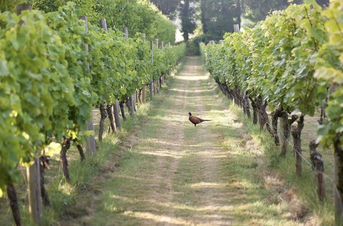 VisitTestValley (@visittestvalley) on Twitter photo How pretty is <a href="/DaneburyFizz/">Danebury Vineyards</a> ?😍
Danebury Vineyards is a family-owned boutique vineyard nestled on the chalk slopes of Hampshire with a tradition of producing award-winning English sparkling and still white wine.
Check them out for some delicious wines!🥂 How pretty is <a href="/DaneburyFizz/">Danebury Vineyards</a> ?😍
Danebury Vineyards is a family-owned boutique vineyard nestled on the chalk slopes of Hampshire with a tradition of producing award-winning English sparkling and still white wine.
Check them out for some delicious wines!🥂
