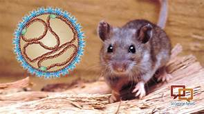 OfVirology's tweet image. #Understanding the complex #relationship between the #humanpathogen #hantavirus and its #rodent #reservoirs underpins a #rationaldisease control strategy
Submissions at: bit.ly/2K6z3YV or 
mail us: viralres@scitecjournals.com