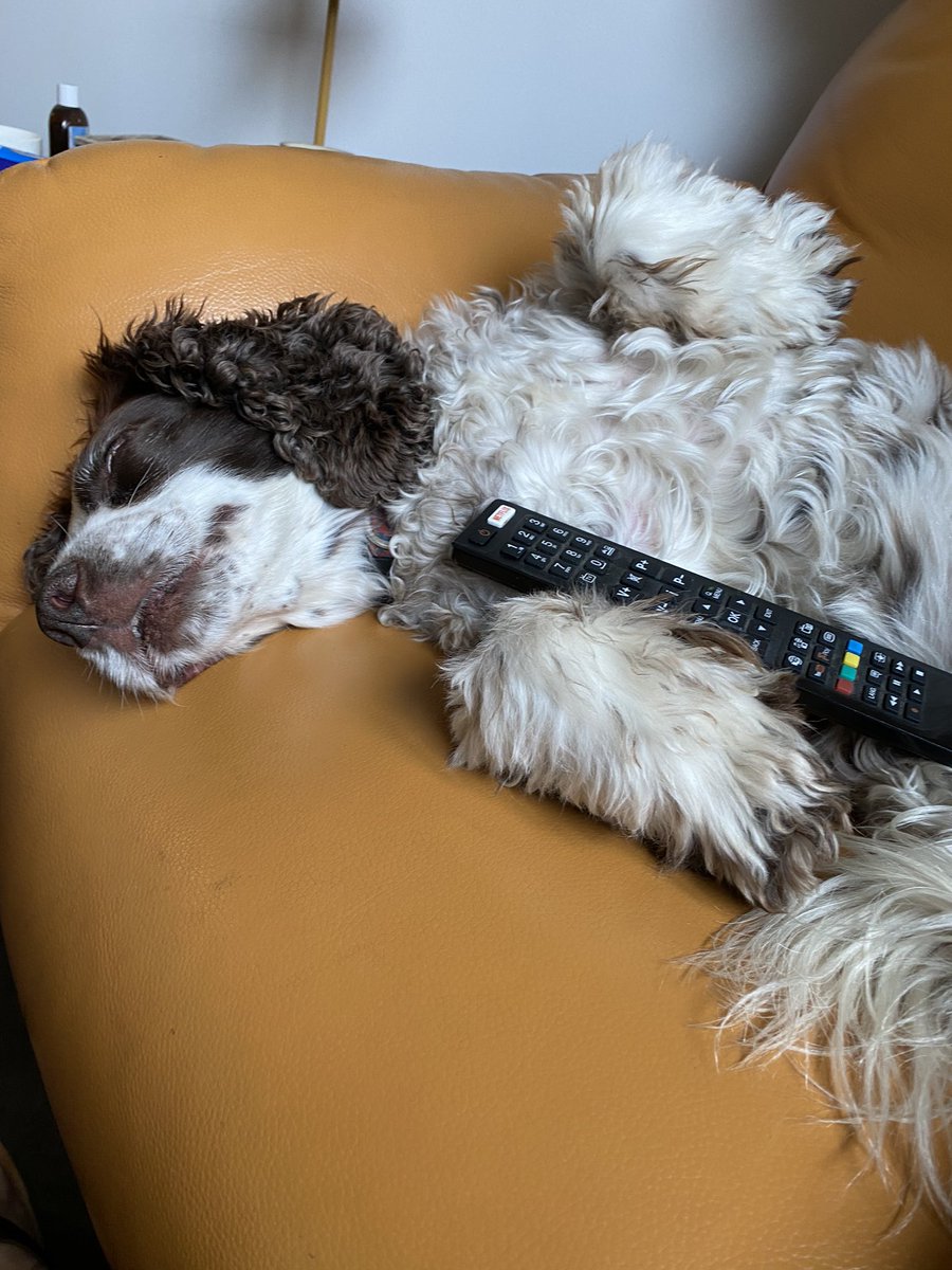 SpanielsSuper's tweet photo. Lazy Monday morning #JustChilling #MyRemote #BingeWatching #JustRestingMyEyes #DogsOfTwitter https://t.co/NL3XOKbDph