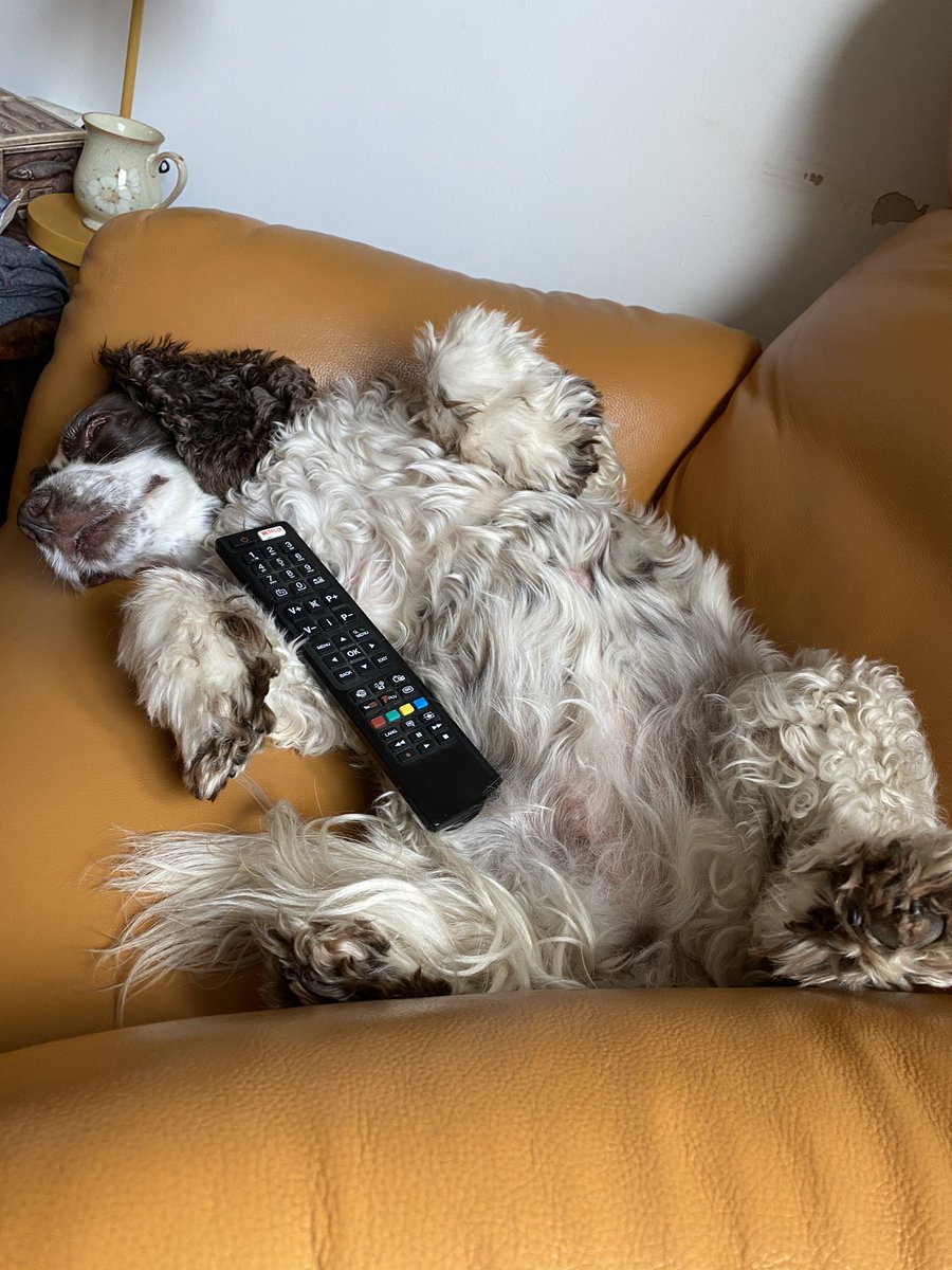 SpanielsSuper's tweet photo. Lazy Monday morning #JustChilling #MyRemote #BingeWatching #JustRestingMyEyes #DogsOfTwitter https://t.co/NL3XOKbDph