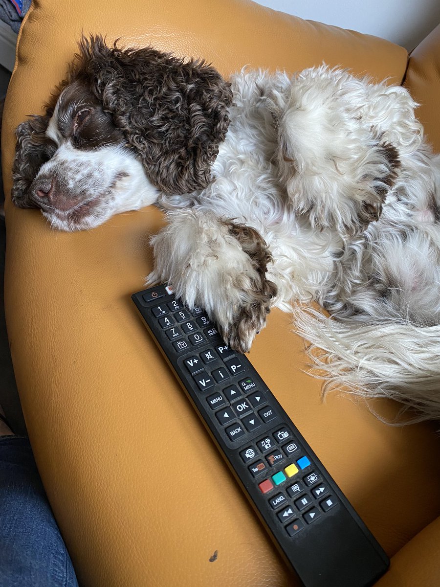 SpanielsSuper's tweet photo. Lazy Monday morning #JustChilling #MyRemote #BingeWatching #JustRestingMyEyes #DogsOfTwitter https://t.co/NL3XOKbDph