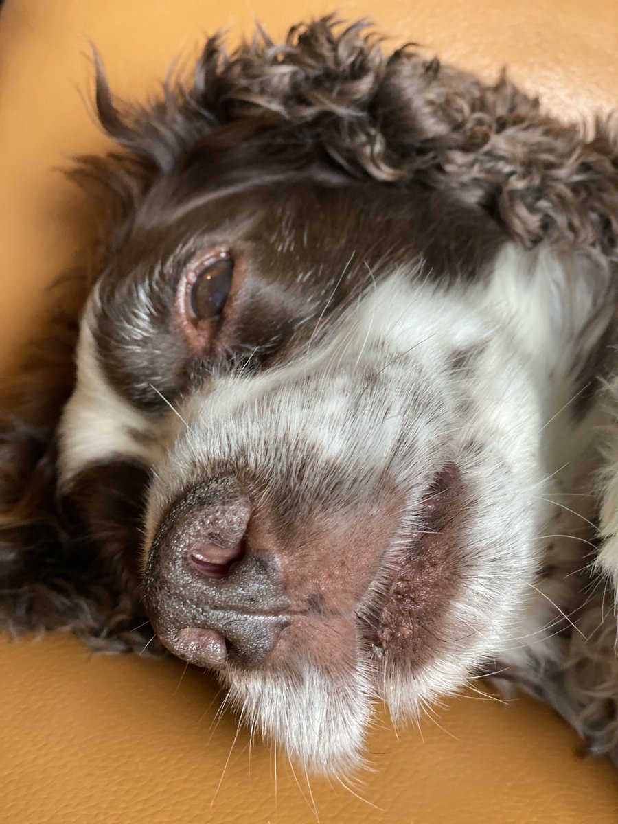 SpanielsSuper's tweet photo. Lazy Monday morning #JustChilling #MyRemote #BingeWatching #JustRestingMyEyes #DogsOfTwitter https://t.co/NL3XOKbDph