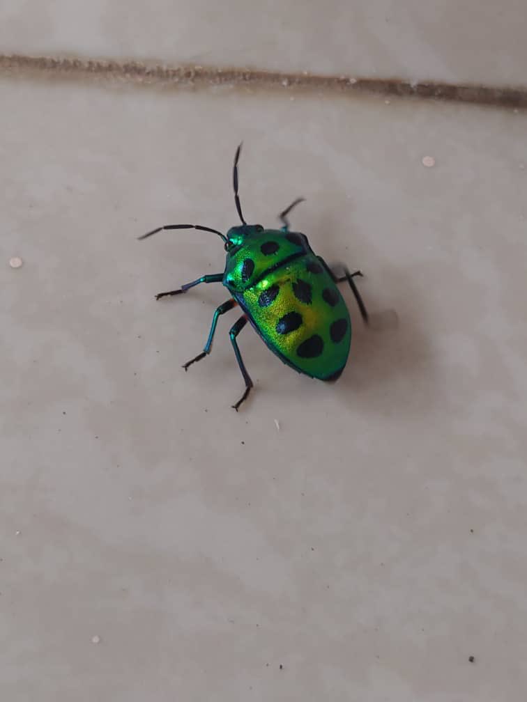 vids67's tweet photo. Such a beauty bug!! 🤩#naturelovers #bugs https://t.co/qdDU6dbeGq