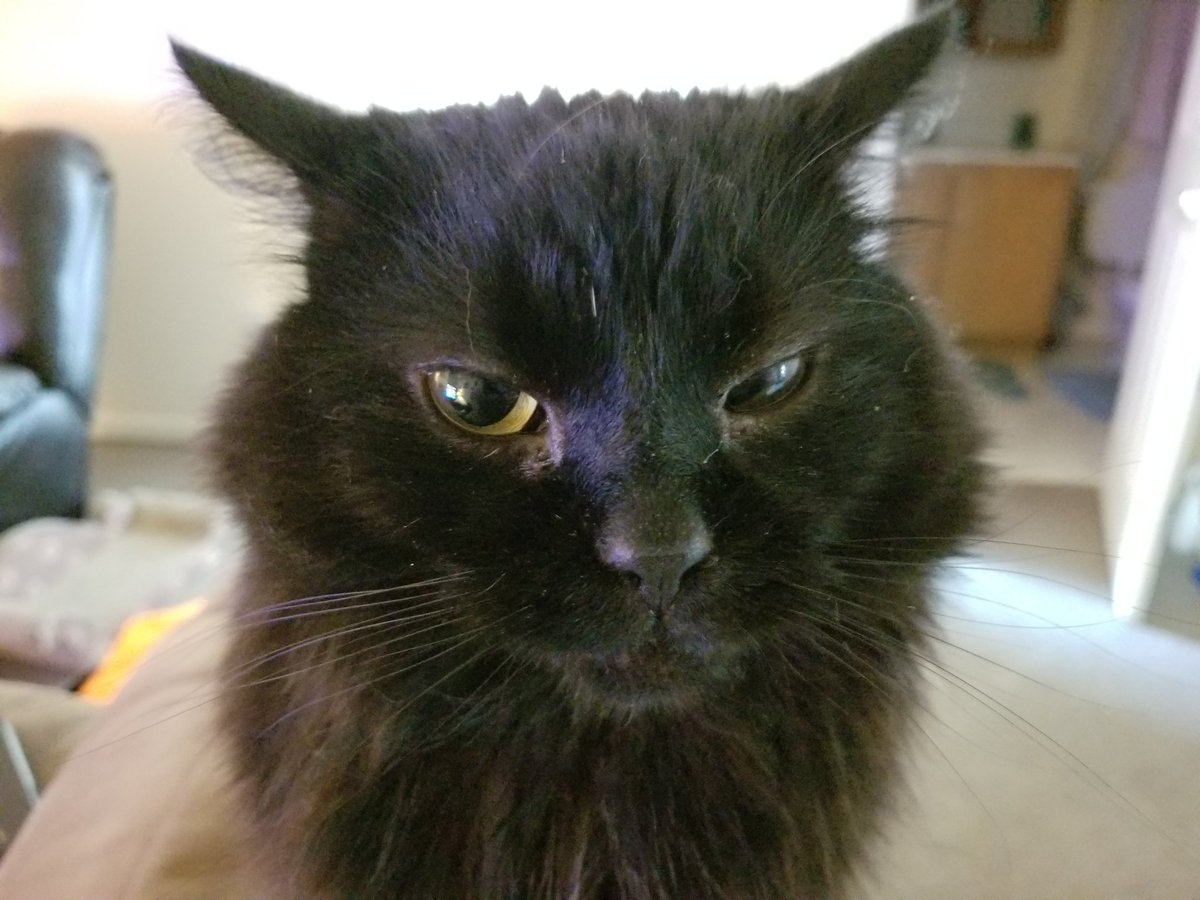 RuckusAmungus's tweet photo. 😸I'm Loafing on the Back of the couch today! Have a Furrtastic #KittyLoafMonday Furends!😸🐾
#CatsOfTwitter #mondaythoughts #MondayMotivation #MondayMorning #MondayMood #MondayVibes #blackcatsrule #TheFurrRealStruggle #TopMeowdels https://t.co/c0iJ3Lzsx1