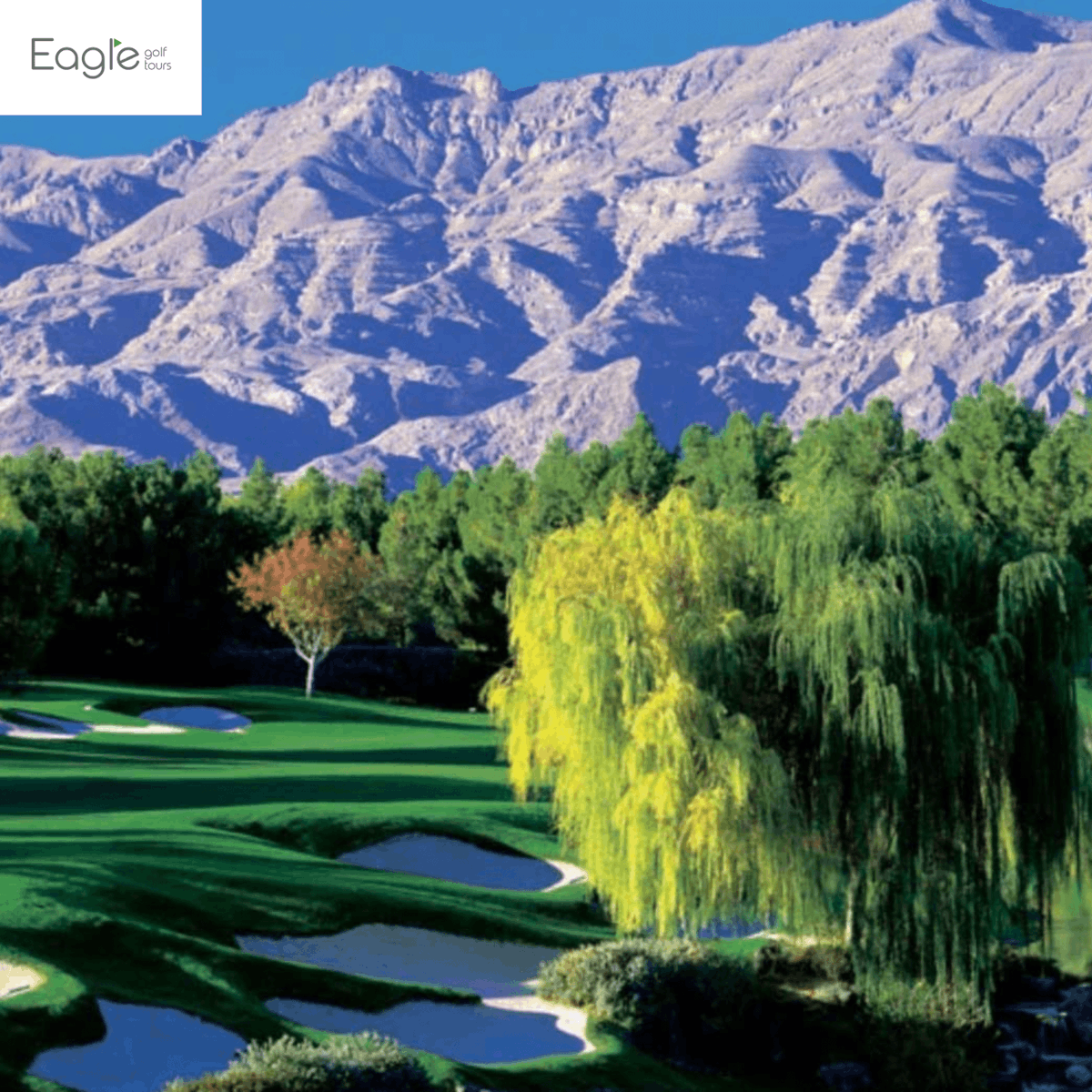 How good did Shadow Creek look this weekend on the PGA Tour? 

Have you played golf in Las Vegas?🇺🇸⛳🎰

eaglegolftours.com/las-vegas-golf…

Eagle Golf Tours | Creating Bespoke Worldwide Golf Holidays for 28 years