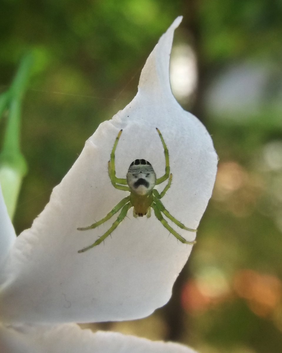 Kidney Garden Spider.

Araneus mitificus are small spiders and exhibit sexual dimorphism. The females grow up to 6 to 9 mm &amp; Males grow up to 3 to 5 mm.
#NatGeoWild  <a href="/NatGeoIndia/">Nat Geo India</a> <a href="/NatGeo/">National Geographic</a> @NatGeoMag <a href="/NatGeoPhotos/">Nat Geo Photography</a> @natgeowild <a href="/DiscoveryIN/">Discovery Channel India</a> <a href="/AnimalPlanet/">Animal Planet</a> <a href="/BBCEarth/">BBC Earth</a> <a href="/inaturalist/">iNaturalist</a>