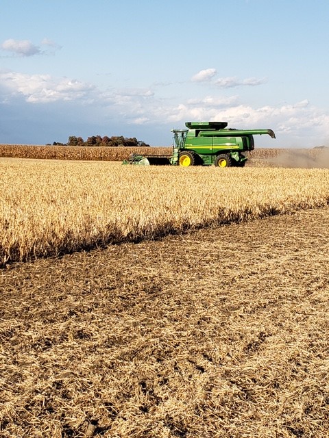 HDCAgronomy's tweet photo. White beans coming off in Chatham Kent on Oct. 16 https://t.co/snKLXsVyLm
