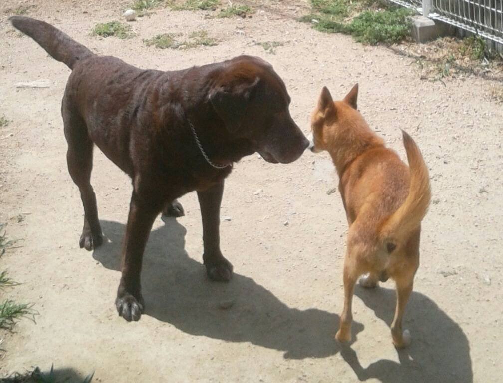 Npo法人アニマルレスキューたんぽぽ 大阪府豊能郡能勢町の動物保護団体 1枚目左の大きな子は 時々出張などの際にお預かりしている 下柳さんの愛犬バト君です 山で人間の仕掛けた罠で左前足と片目を失った子が 他の犬に虐められていたら 吠えて Npo法人アニマルレスキューたんぽぽ 大阪府豊能郡能勢町の動物保護団体 1枚目左の大きな子は 時々出張などの際にお預かりしている 下柳さんの愛犬バト君です 山で人間の仕掛けた罠で左前足と片目を失った子が 他の犬に虐められていたら 吠えて