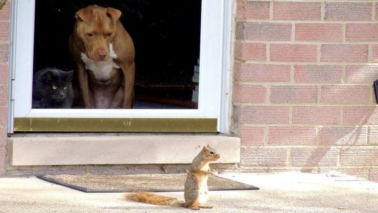 “Looks like he smells some nuts.” “Must be yours. Mine are at the vet’s office.”