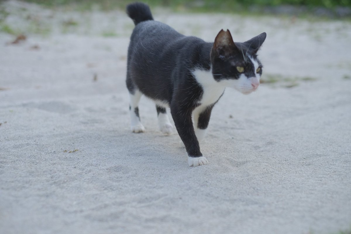 まいる 現実世界は厳しい あるくねこ 竹富島 コンドイビーチ 猫 T Co O9bishkgms Twitter