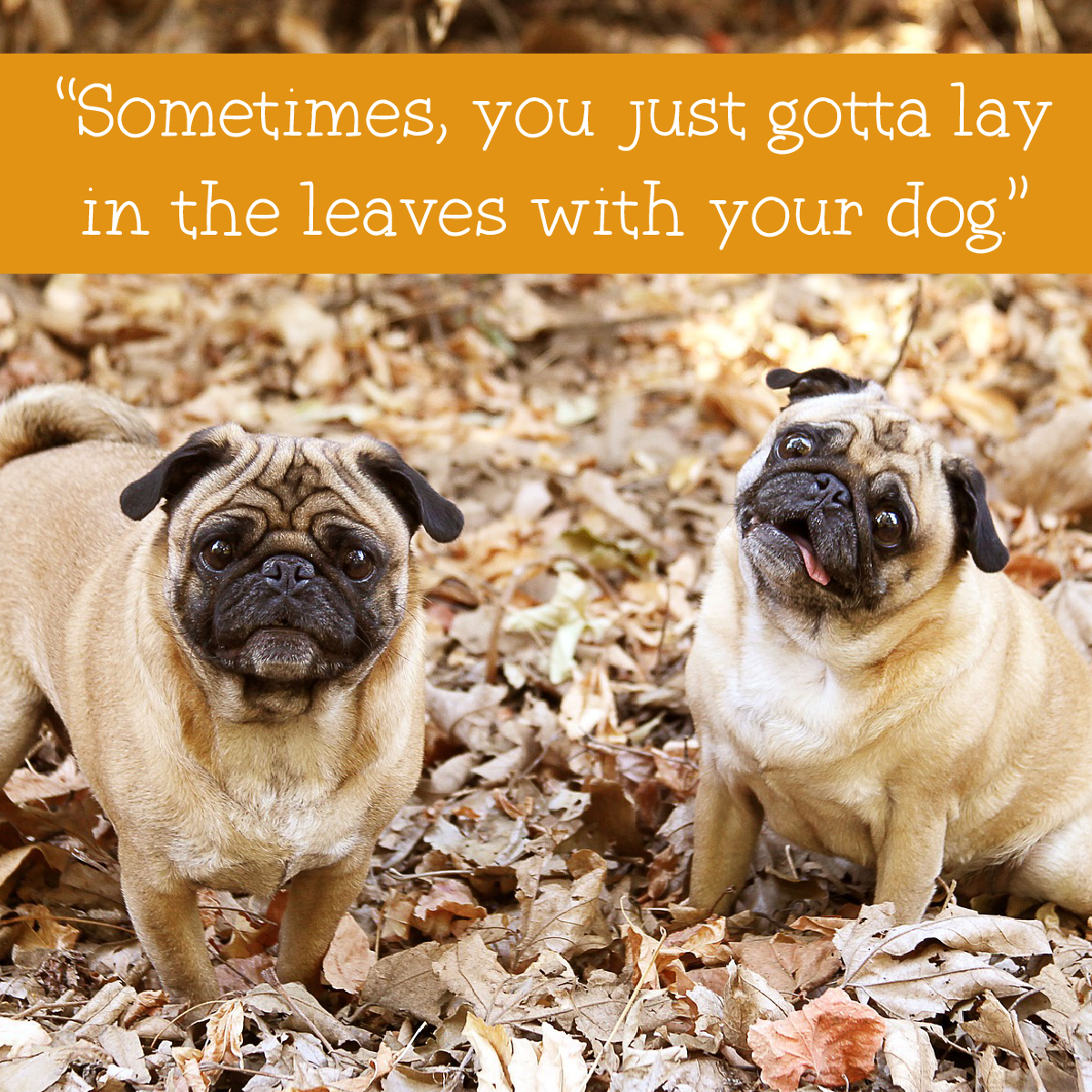 sammy snacks ancestry dog food