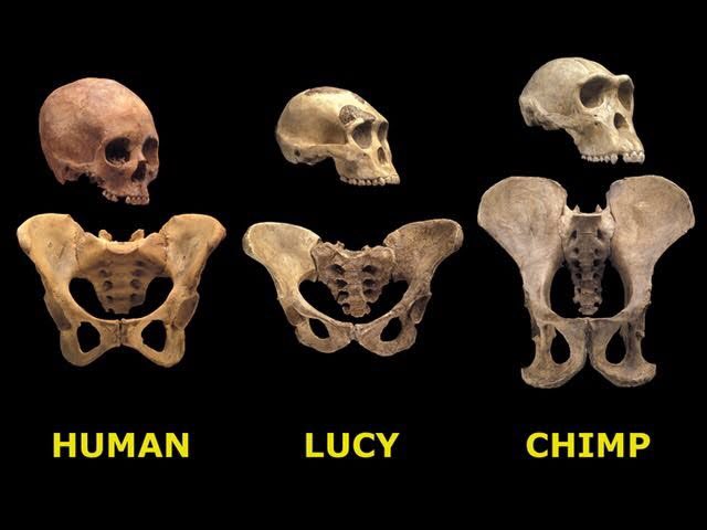 23. Lucy the Australopithecus - 8/10 - most important ape of all time- first human-like ape discovered- changed our understanding of evolution theories etc - rumours say she was named after  #LUCEPUSSYSAPEOFTHEDAY