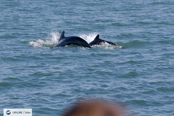 Explore_Ocean's tweet image. Excellente journée de navigation et d'observation!⛵️
Hier, rencontre avec les Globicephales!
Serez-vous des nôtres pour les dernières sorties de la saison ?

exploreocean.fr

#whalewatching #ExploreOcean #ExpedionCétacés #atalaya #hendaye #paysbasque #cotebasque #wca