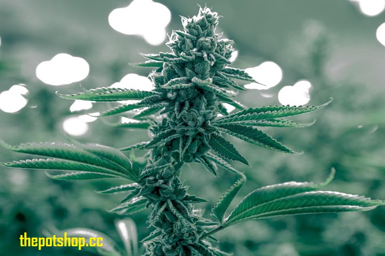 thepotshopus's tweet image. Buy Cannabis Online USA: #MultiPurposeUse visit....... cutt.ly/qgkYdSP