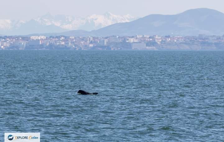 Explore_Ocean's tweet image. Excellente journée de navigation et d'observation!⛵️
Hier, rencontre avec les Globicephales!
Serez-vous des nôtres pour les dernières sorties de la saison ?

exploreocean.fr

#whalewatching #ExploreOcean #ExpedionCétacés #atalaya #hendaye #paysbasque #cotebasque #wca