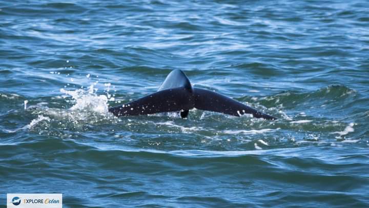 Explore_Ocean's tweet image. Excellente journée de navigation et d'observation!⛵️
Hier, rencontre avec les Globicephales!
Serez-vous des nôtres pour les dernières sorties de la saison ?

exploreocean.fr

#whalewatching #ExploreOcean #ExpedionCétacés #atalaya #hendaye #paysbasque #cotebasque #wca