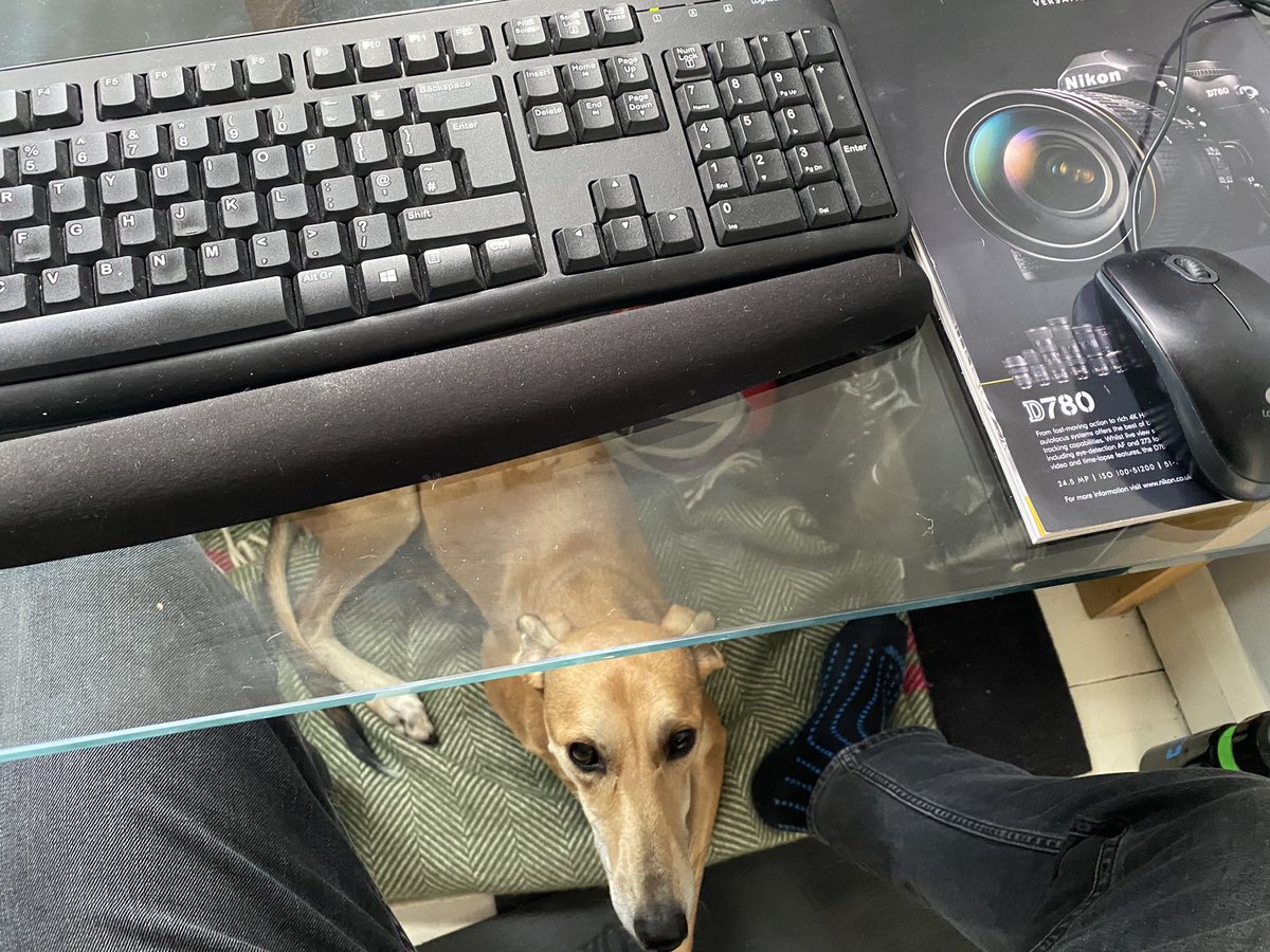 CSReserves's tweet photo. #CSReserves official mascot #RescueLurcher Bertie is loving her new box room office... One of the many benefits to WFH! https://t.co/4Oy8vS1lGe