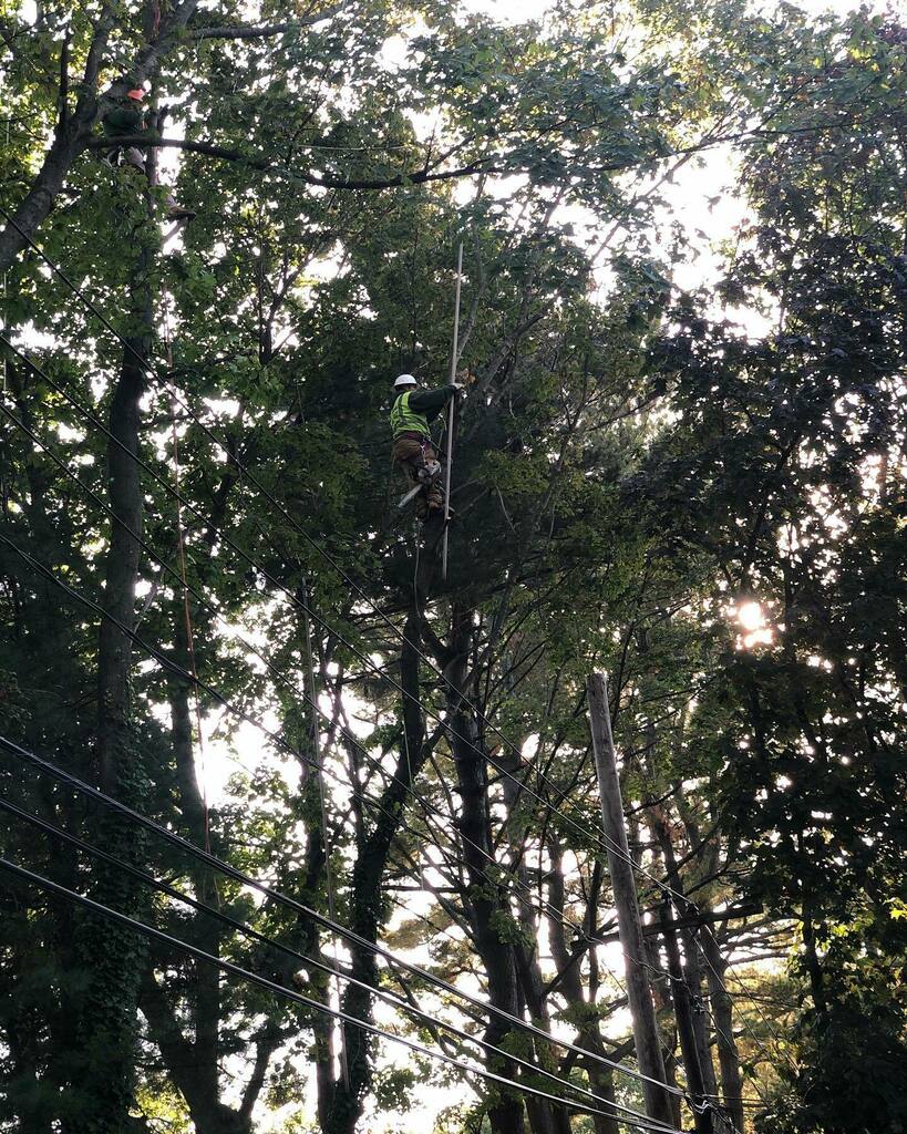 HarderServices's tweet image. “How’s your Monday going?”
“Just hangin’ out...”
#TreePun #TreeCare #SafetyFirst #arboristsofinstagram #Since1922🌳 instagr.am/p/CGhsbNfHf8c/