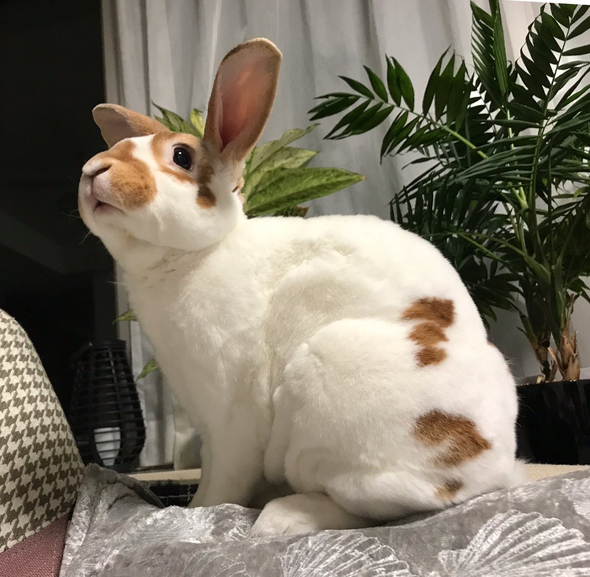 流石 景 ありがとうございます 撫でられるのが好きなので是非モフっていただきたい 余談ですがハロウィンオクタイラスト楽しみにしてまっす