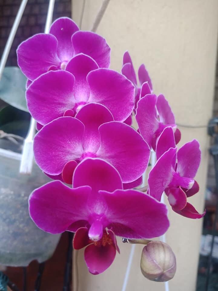 nisharai_ggc's tweet photo. #Sunset #sky shades #moonrise #limetea #orchid to cheer what more #hope #life .. ये ढलती शाम किसी अंत की शुरुवात नहीं,
यह एक संगम हैं जो जीवन के हर रूप को दिखाता हैं. @Hindi_Kavitaa @Hindinama2 @HindiPanktiyaan https://t.co/zU62nwsA5c