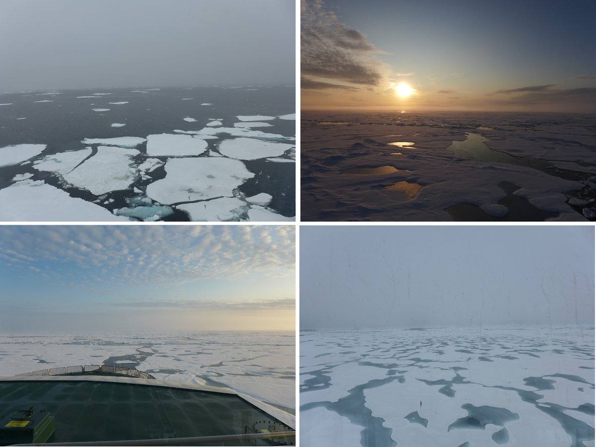 New #Arctic #seaice observations from #BarentsSea #ffkronprinshaakon @nansenlegacy cruise 5-Aug to 27-Aug 2019. Thanks to @MaritReigstad @UiT and Jon Leithe @UNISvalbard for organizing, and @adamdsteer @NorskPolar @OceanSeaIceNPI for delivering the data! icewatch.met.no/cruises/103