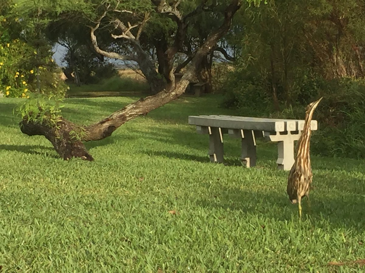 DavidJosephSike's tweet image. American Bittern at Leonabelle Turnbull Birding Center in Port Aransas #saltwateranglermagazine