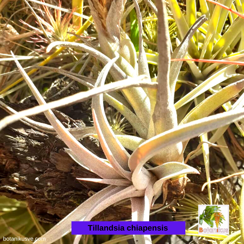 ElMerBoutique's tweet photo. ¡PROMOCIÓN COMBOS BOTANIKUS! 
inicia tu coleccion de Tillandsias con esta extraordinaria oferta que lanzamos con motivo de nuestros primeros 5000 seguidores, válida hasta el 28 de octubre.
* + 58 (414) 230.0833 
@Botanikusve https://t.co/AQuEGTiNJO