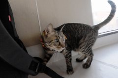 Cat Cafe Wish めでるば