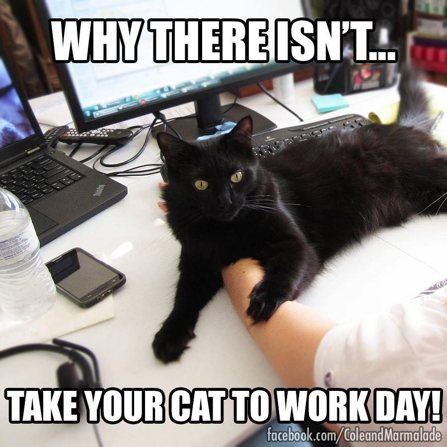 Dignipets's tweet photo. 😸 #bringyourcattowork #catonlaptop #catatwork #noworktoday! https://t.co/3y1UP068q0