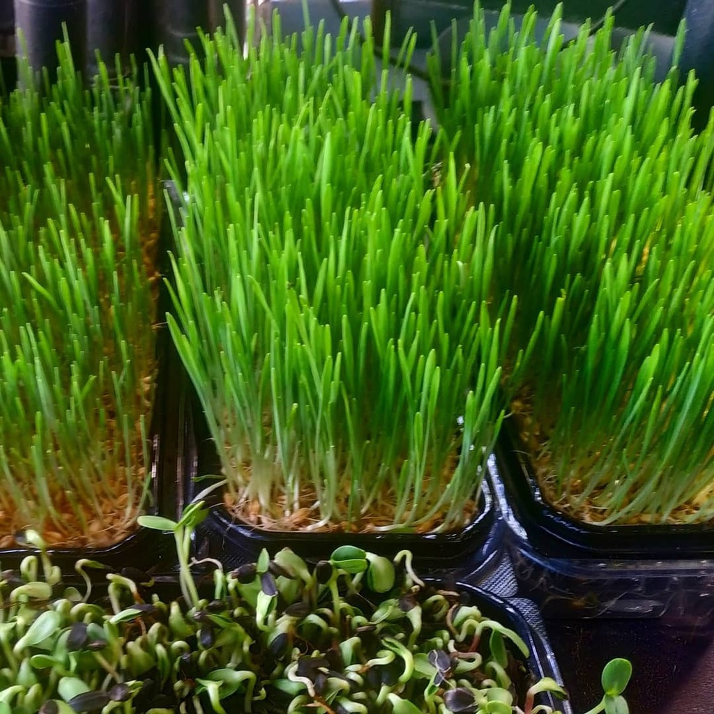 Get your greens on.
Hydroponic #microgreens.
#knowyourfarmer #greens #farmtotable #urbangardening #one #vegan ownfood #freshfood #grow #urbanfarming #urbanfarmer #hydroponic #Hydroponics #aeroponics #TelAviv #תלאביב #vegan #urbanfarming #superfood … https://t.co/f8NZCVuzXp https://t.co/gSH12rMyWh