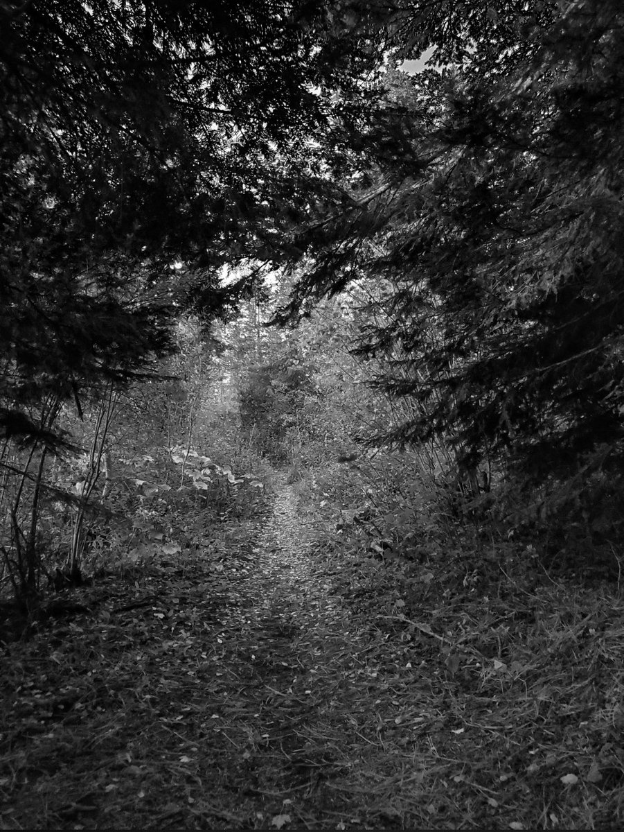 atThornhollow's tweet photo. Do you keep going even when you cannot clearly see the goal...?
.
#momo #monochromatic #monochromatic_monday #bnw #bnwphotography #landscape #landscapephotography #viewfromhere #pathahead #pathadventure #trailadventure #trailbound #throughdarkness #throughfaith #pnw https://t.co/fTrh6E48HI