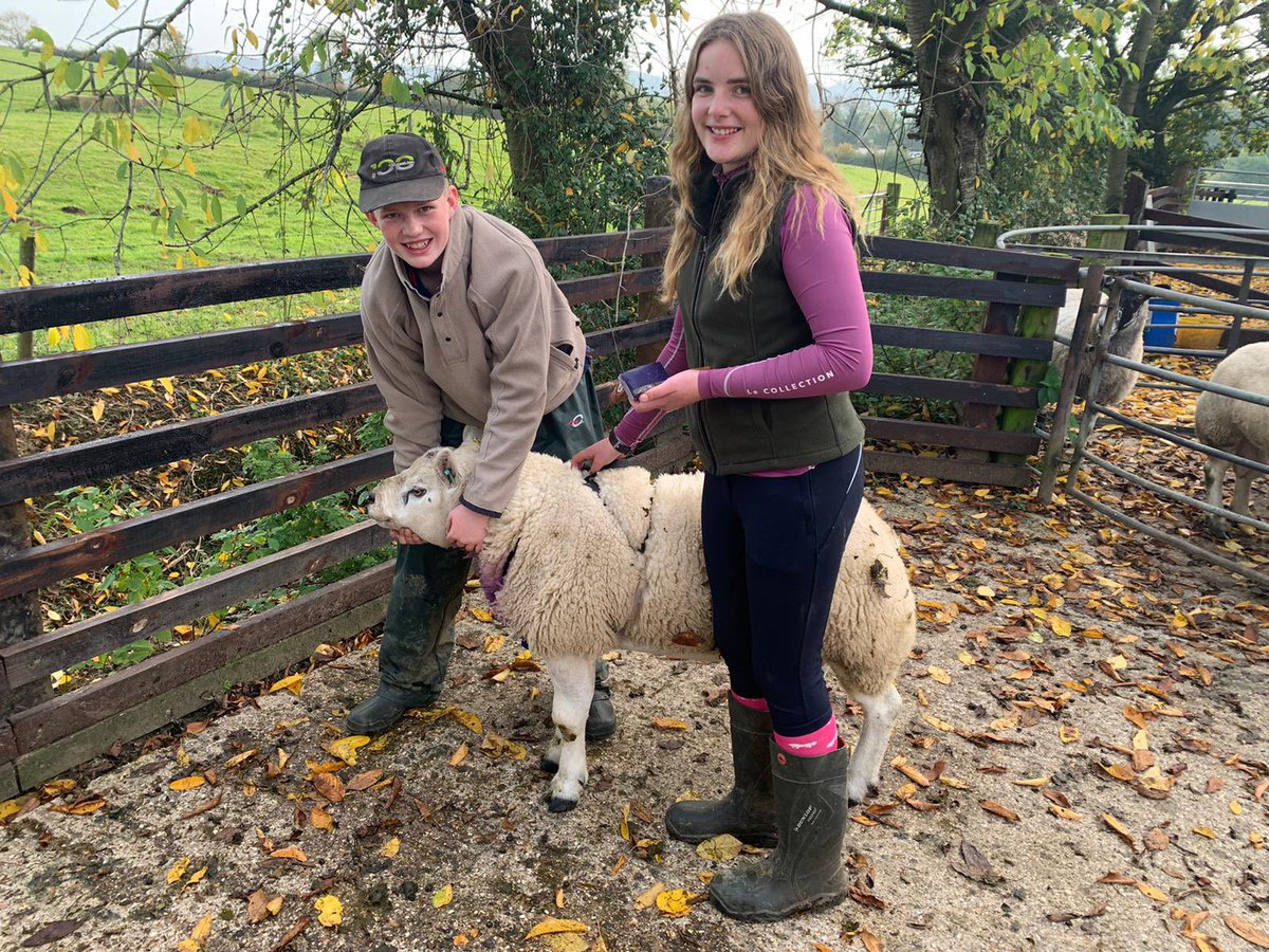 We’re making the most of half term labour at the farm this week 😀. Today we have been changing the colour of the crayons on the rams, a simple way to tell us when the sheep will be due to lamb. We’re looking forward to lots of new arrivals in March 🐑😀. #sheep #familyfarm