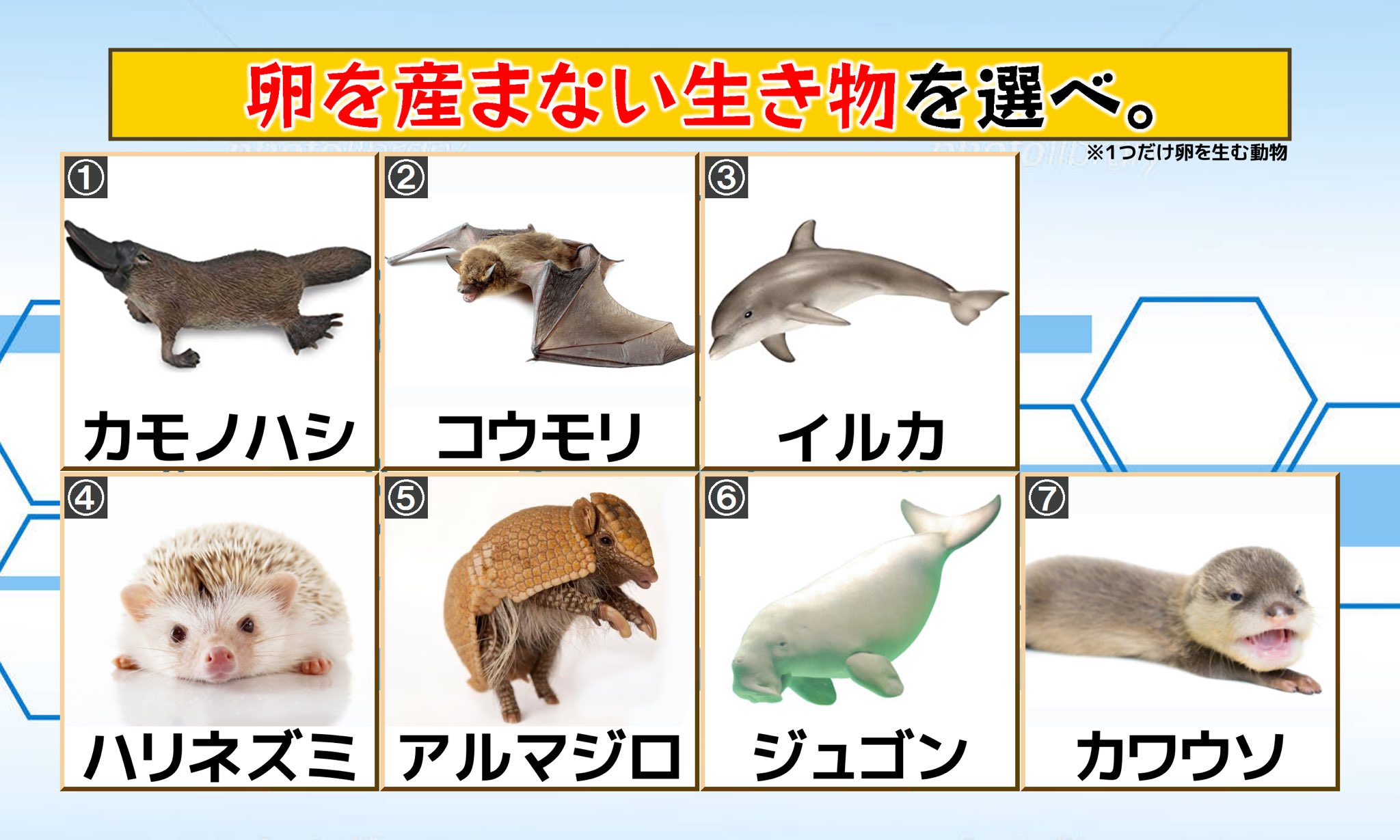 在 Twitter 上查看 Yuukibutu 的推文 Twitter