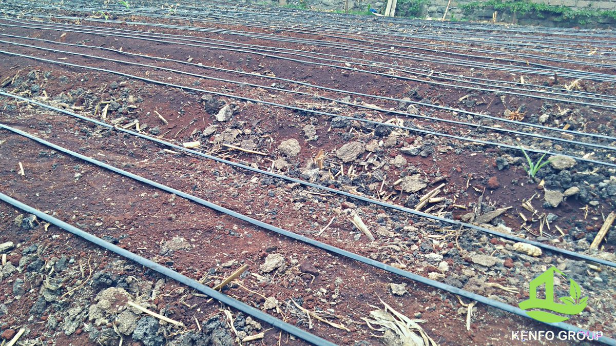 Farm management

Setting up the farm for planting

Location: Ruai Corner

Crop: Onions